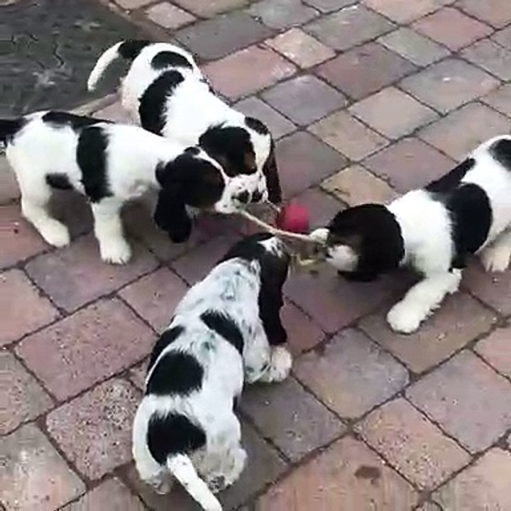 Quand des chiots se disputent pour un jouet. A mourir de rire !