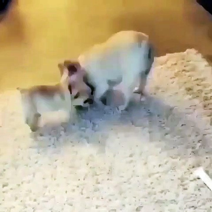 Ce chiot cherche des problèmes aux plus grands. Trop marrant !