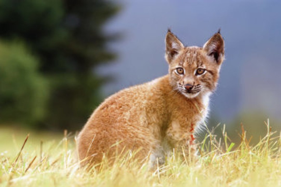 Alles über Wildkatzen