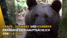Alles über Bären