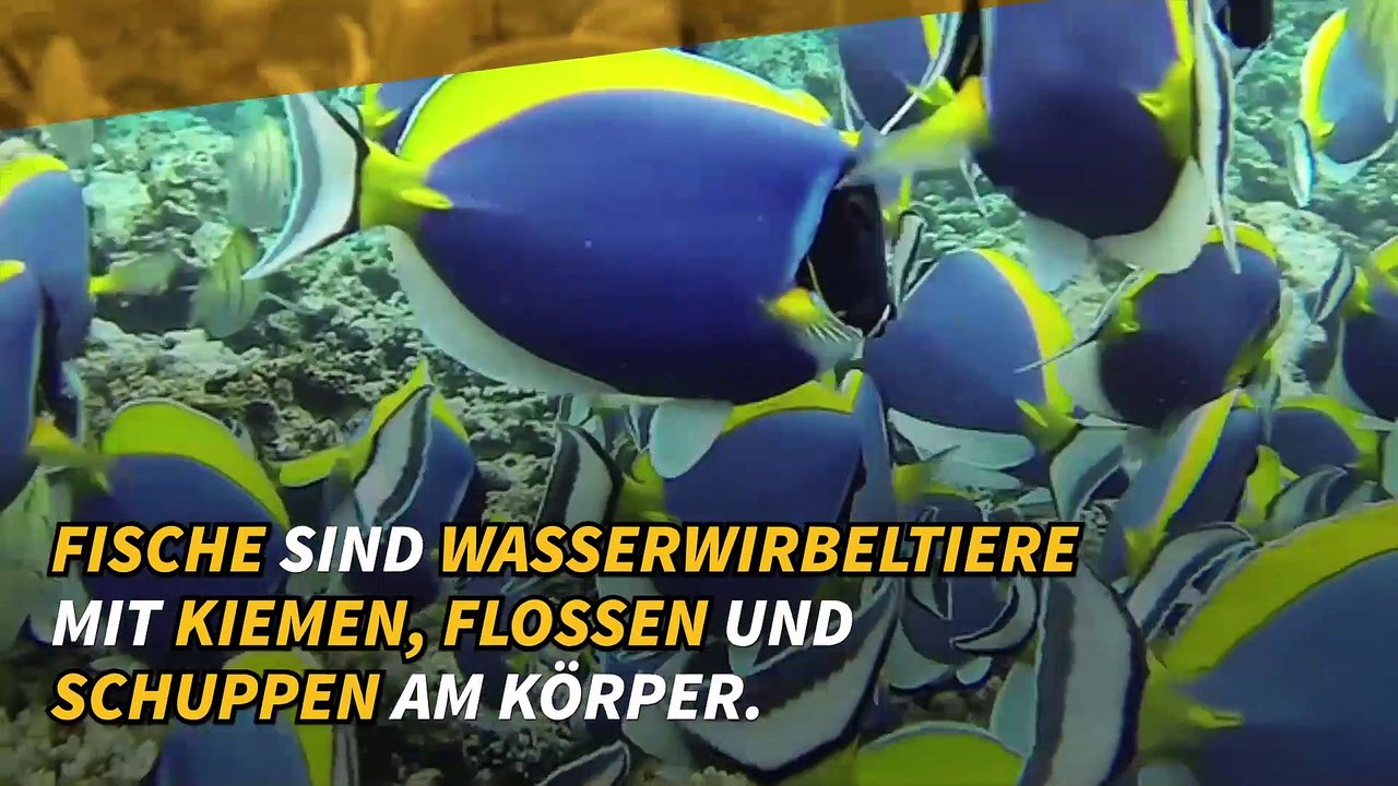 Alles über Fische