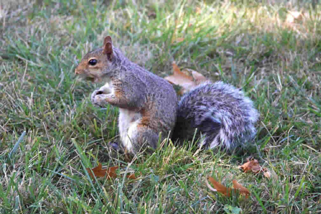 Alles über Nagetiere