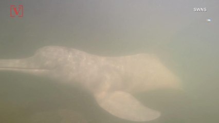 Caught on Camera! Scientists Record Conversations of Mysterious Dolphin