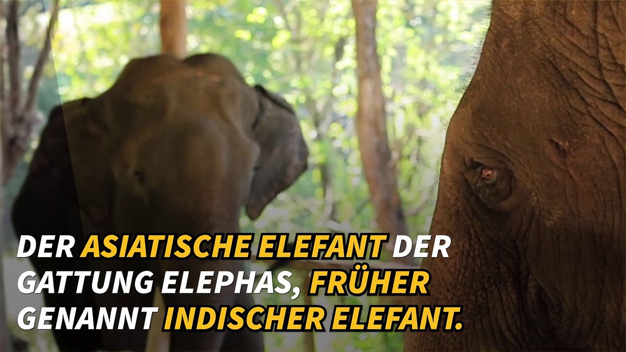 Alles über Elefanten