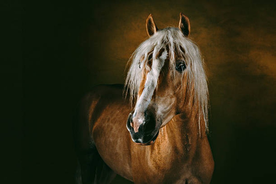 Ethologie: Erforschung der Verhaltensweisen von Tierarten