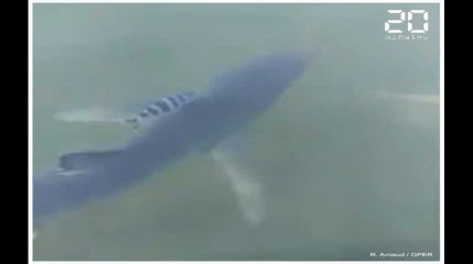 Marseille: «Elle allait se laisser mourir là !» Le requin coincé dans un port est sorti