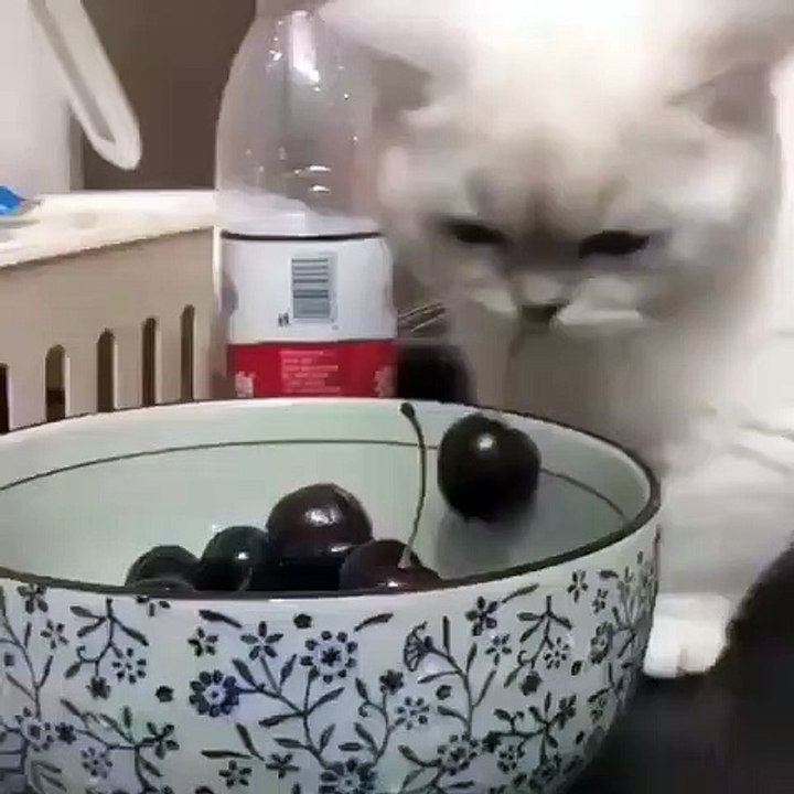 Un chat taquin vole une cerise et court se cacher. Très rigolo !