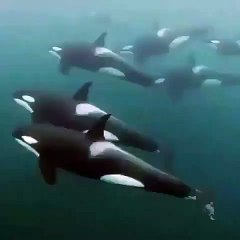 Cette femme va nager au milieu d'Orque sauvage. Terrifiant !