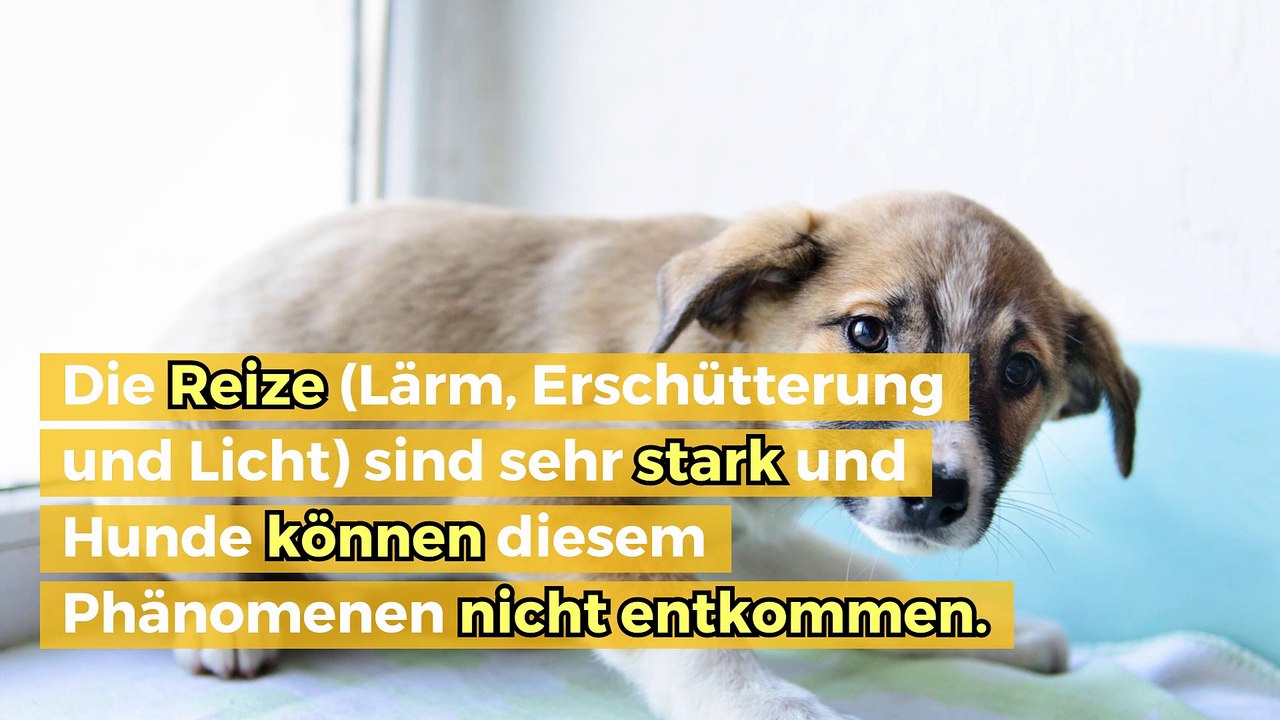 Mein Hund hat Angst vor Unwettern: Was soll ich tun?