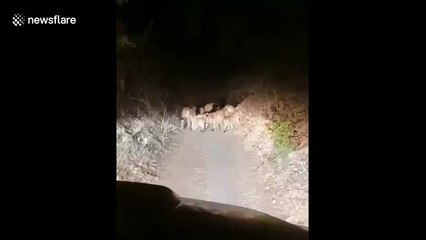 Outrage in India as pride of lions is harassed in reckless car chase