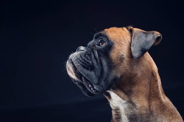 Top 10 Hunderassen, die sich gut mit Kindern verstehen