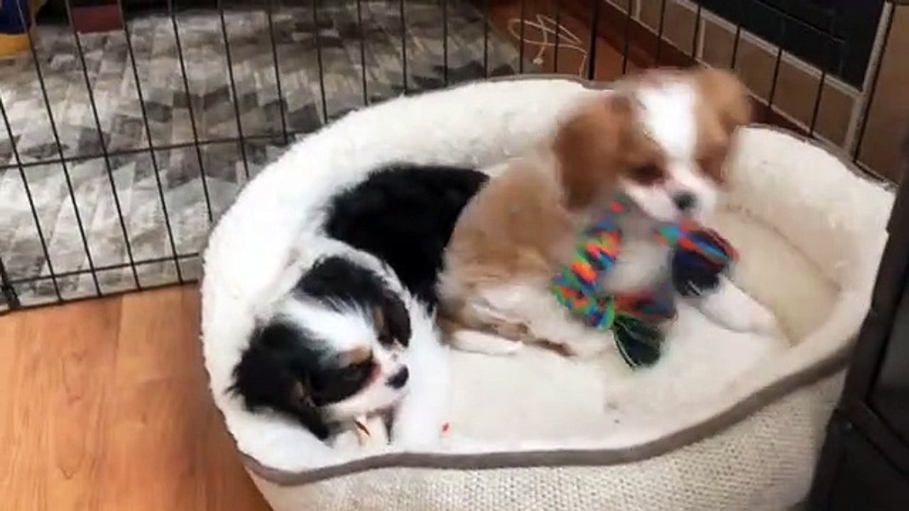 Regardez ces magnifiques petits chiots qui se battent pour un os. Tellement adorable !