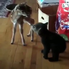 Quand un petit ours essaie de faire peur à un faon. Trop drôle !