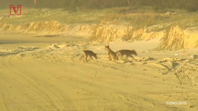 Father Rescues Infant Son From Dingo's Jaws on Australian Tourist Island