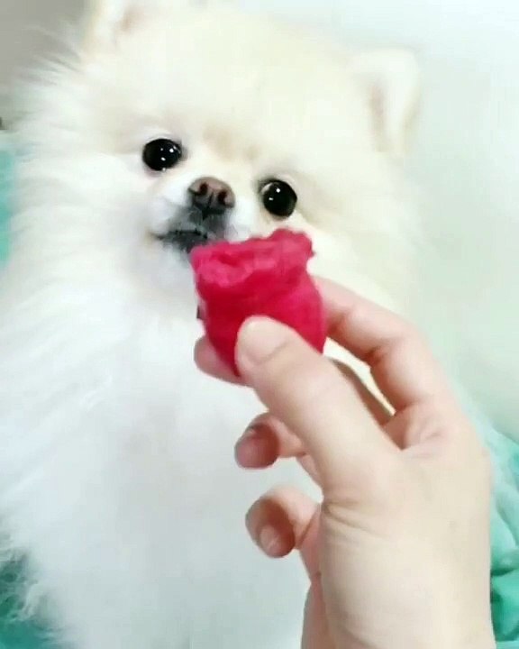 Voici ce qui va rendre votre chihuahua totalement fou. Trop marrant !