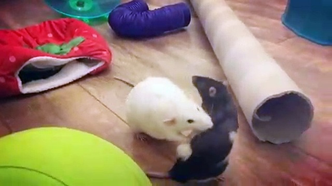 Quand deux rats se battent. A mourir de rire !