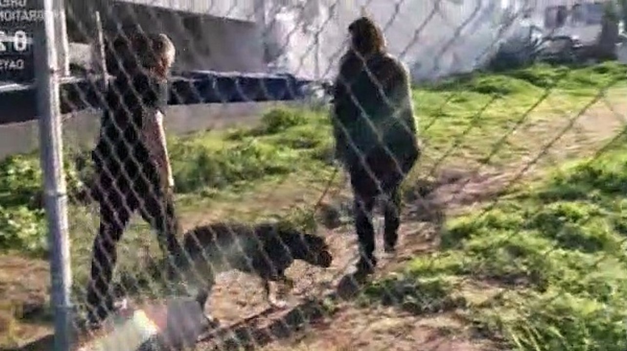 Dog Whisperer S07E05 Oscar and Luna & Ginger (Honeymoon Hell)