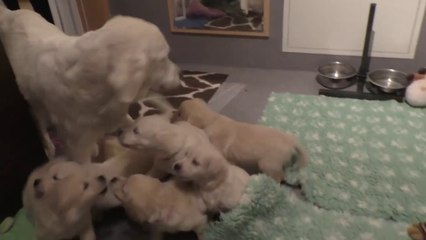 Mommy Dog calming puppys