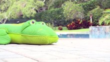 Convidado indesejado faz visita a família em piscina privada