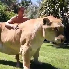 Le ligre le plus gros félin du monde ! 