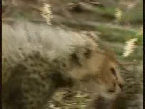 Impala Vs Guépard Vs Hyène