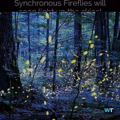 Synchronous Fireflies Are About to Light Up the Sky