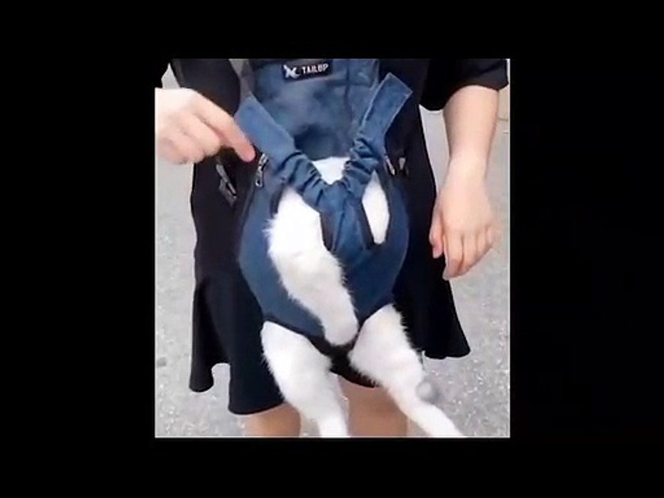 Cute animals Videos Compilation cute moment #1