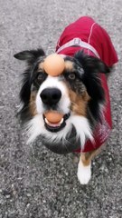 Talented Dog Does Impressive Balancing Act