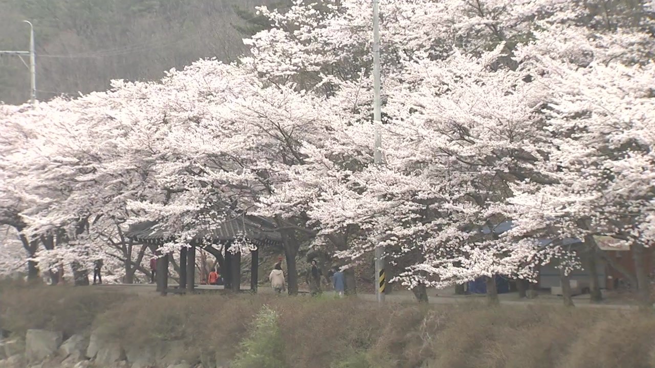 [날씨] '곡우' 맑고 따뜻...큰 일교차, 대기 건조 / YTN