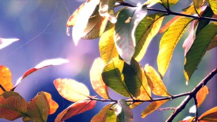 Raval  - Birth Place of Radharani