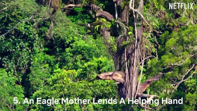 Our Planet - Cute Baby Animals and Their Moms