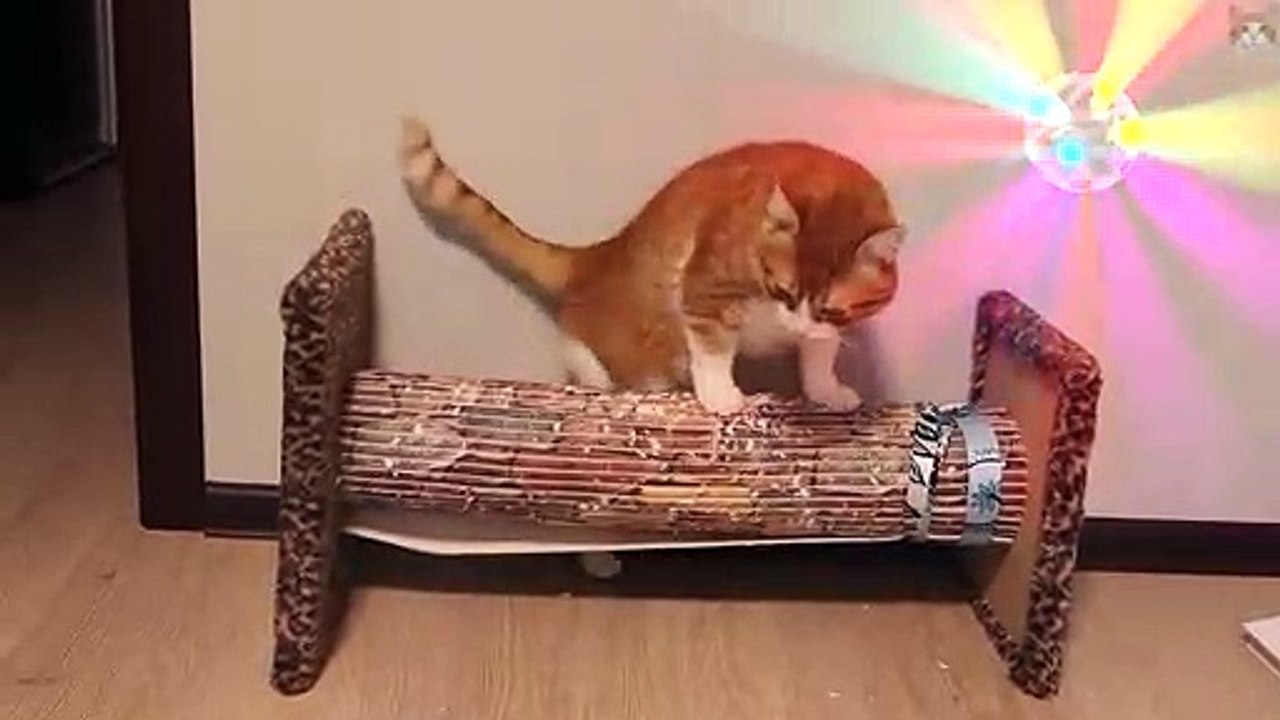 Disco Cat's Back In Town! #RFC