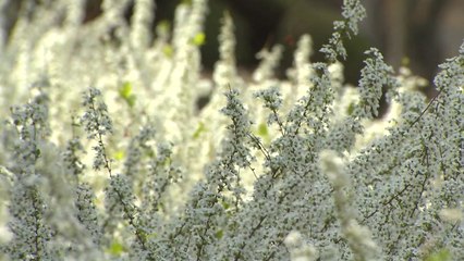 '봄꽃의  향연' 충북 청남대 영춘제 놀러오세요! / YTN