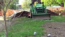 LES W-D.D. MICHOU NEWS - 19 AVRIL 2019 - PAU - CE VENDREDI SAINT L'AVANCEMENT DES TRAVAUX DU PARC BEAUMONT