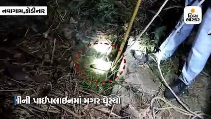 કોડીનારના નવાગામે પાણીની પાઇપમાં ચાર ફૂટમો મગર ઘૂસ્યો વનવિભાગે રેસ્ક્યુ કરી પાંજરે પૂર્યો