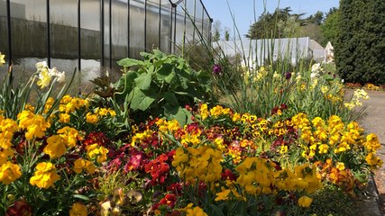 62 000 plantes dans les serres de Kerdroual