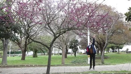 İstanbul'un Görsel Şöleni "Erguvan Ağaçları" (1)