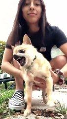 Un chien de mauvais poil