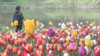 Bélgica abraza la primavera con un millón y medio de flores