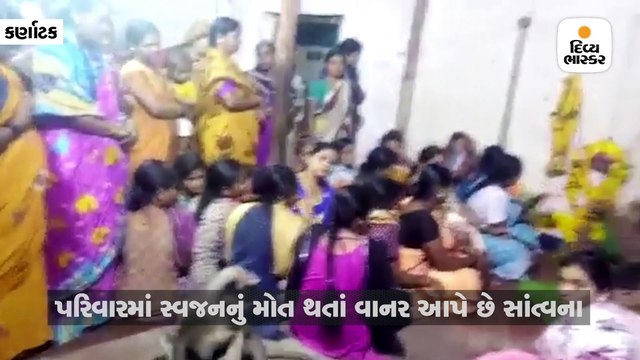 માતમમાં સ્વજન માટે રડતાં લોકોને સાંત્વના આપવા પહોંચી જાય છે આ કપિરાજ