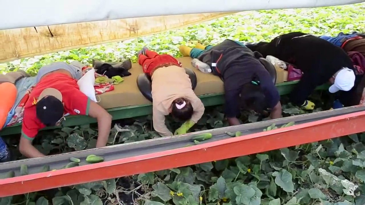 Cómo se hace la Cosecha de Pepinos Uvas Palmas de la Agricultura Moderna de las Máquinas de Camiones de la Plantación de 2019