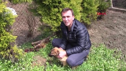 Bursa 2 Köpeği, Tüfekle Vurularak Öldürüldü
