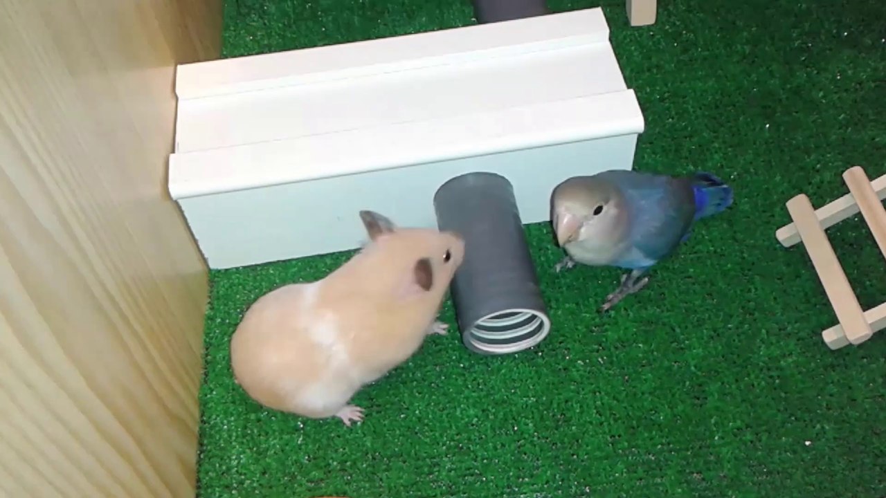 Hámster y mi Agaponis /  / Mis pequeñas mascotas juntas en el parque