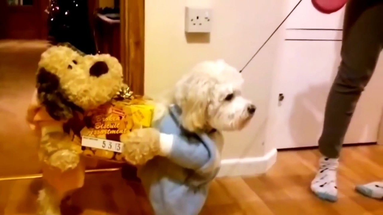 CUTE PET HALLOWEEN