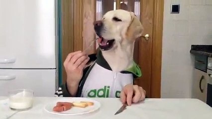 Dog eating with fork