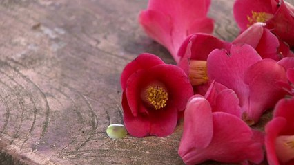 [영상] 땅에서 다시 피는 동백꽃 장관 / YTN