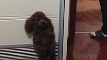 Un chien joue à cache-cache avec son maître