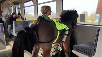 Miniature guide horse in training on Newcastle Metro