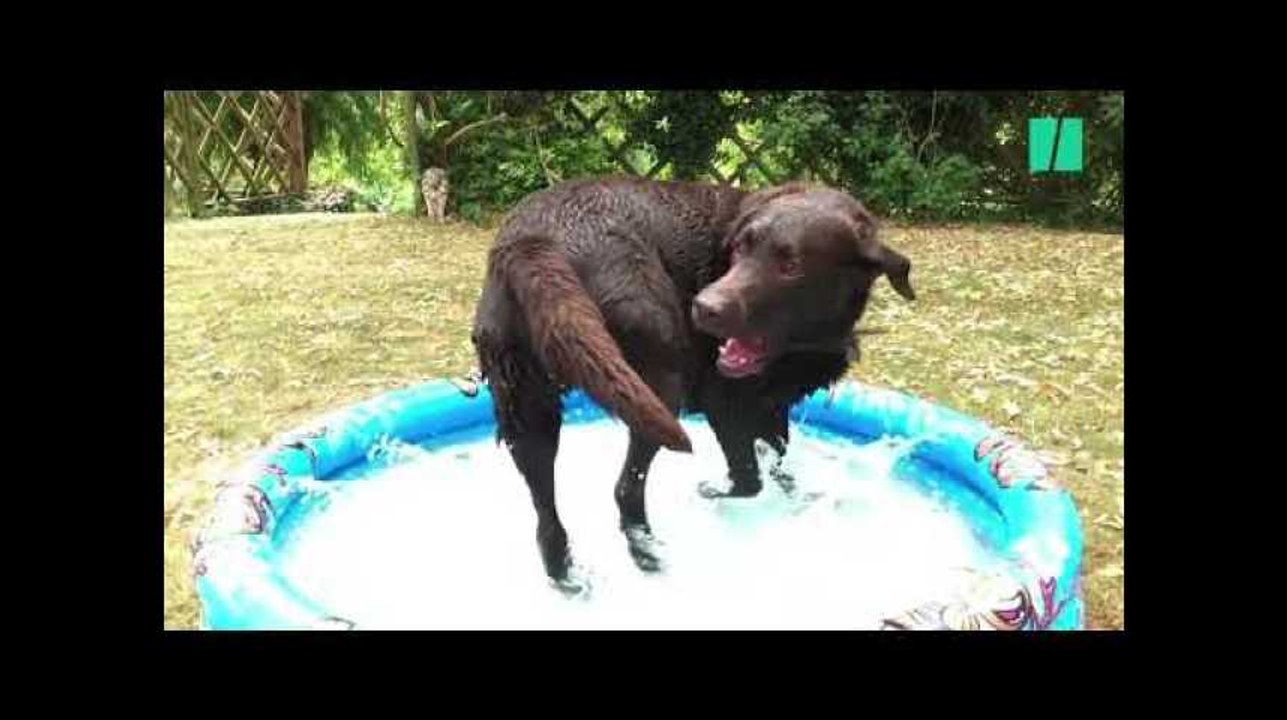 Ce chien obtient enfin le Saint Graal de tous les chiens et sa réaction nous a laissé perplexe