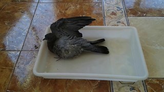 Mascotas / Así se bañan las palomas / Video de aves domesticas